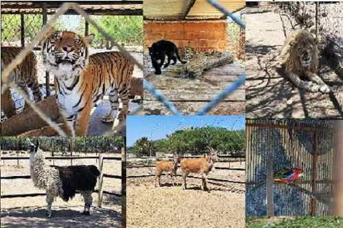 Video: Aseguran autoridades federales, 55 animales salvajes y aves exóticas que tenían en un zoológico privado